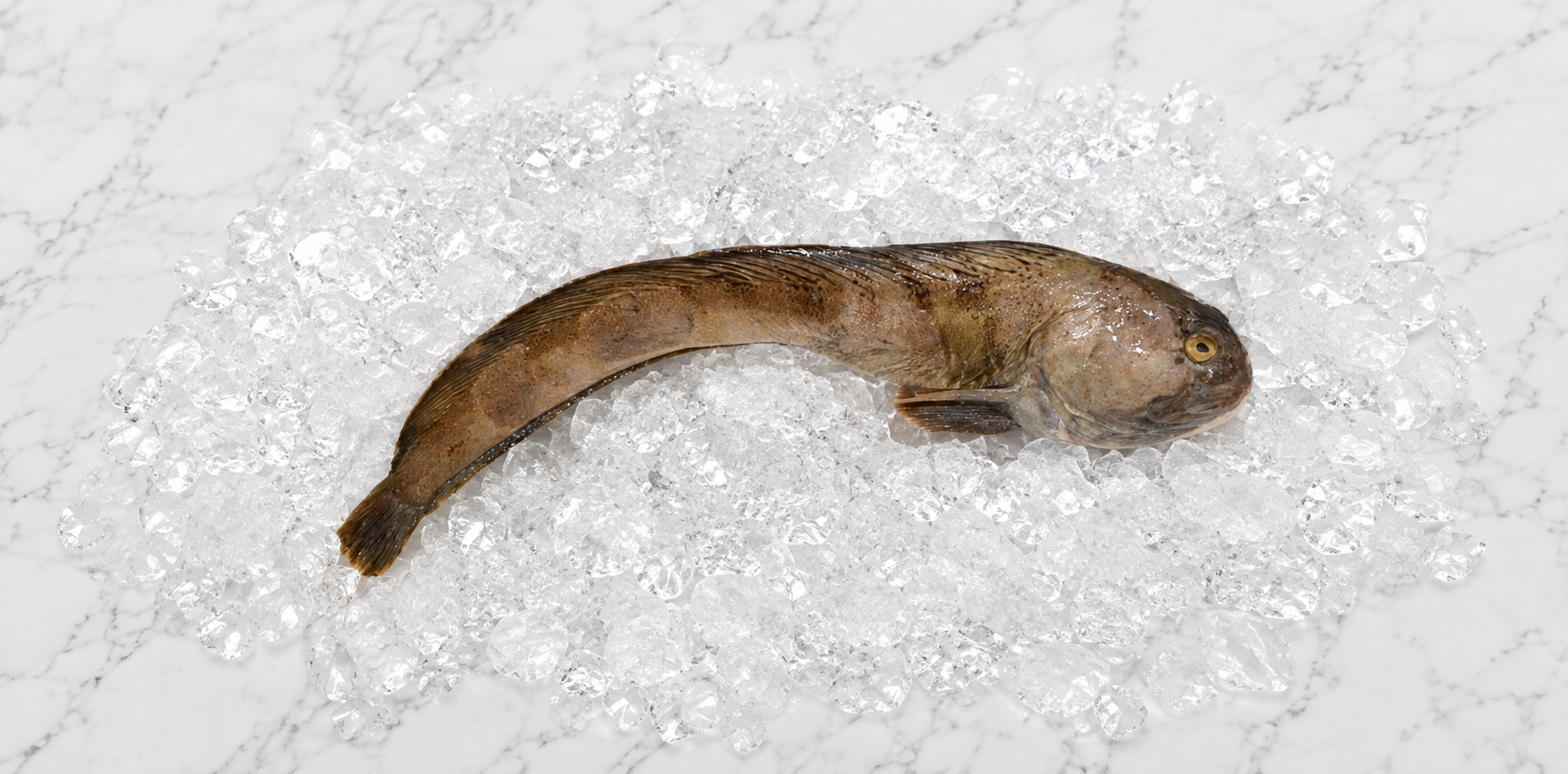 Catfish