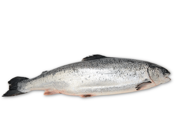 Skagen Salmon hele.png