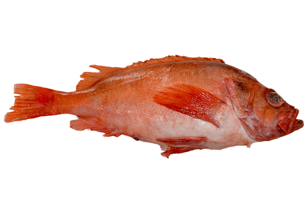 0016855 Rødfisk.jpg